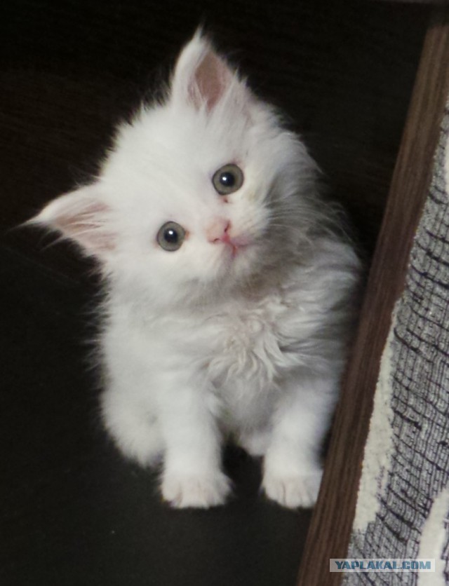 Котовторник 04.07.17