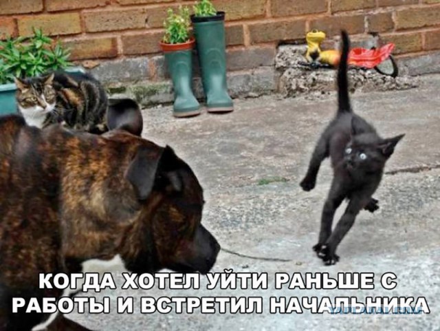 Забавные шутки, фразы и комментарии из этих ваших интернетов