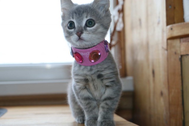 Коты и Кошки