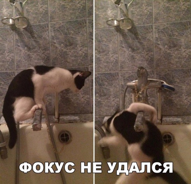 Подборка забавных животных