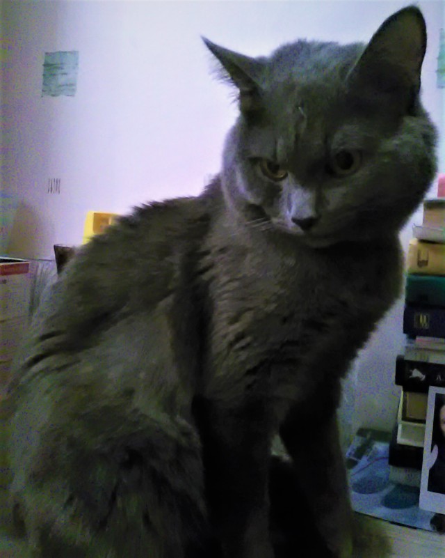 Котовторник  14.11.2017