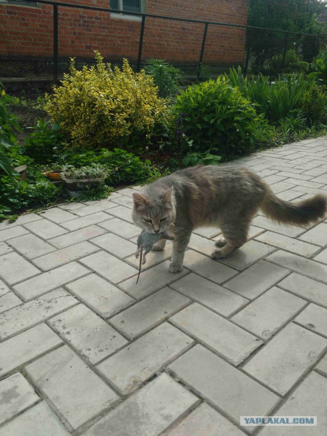 Коты и Кошки