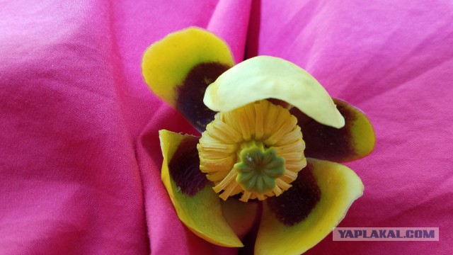 Просто Природа