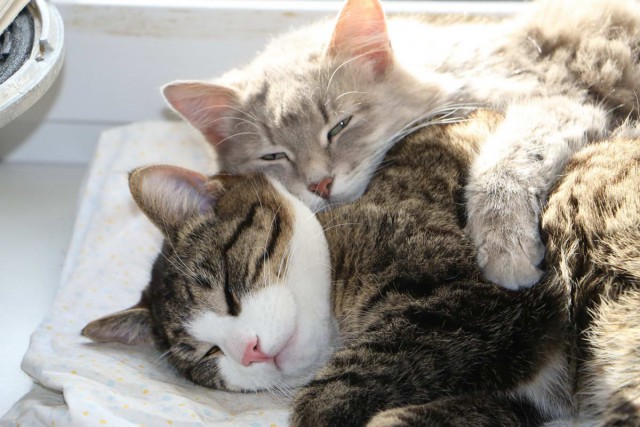 Котовторник 9.01.2018