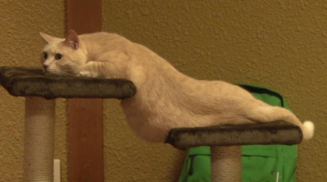Прикольных котов пост