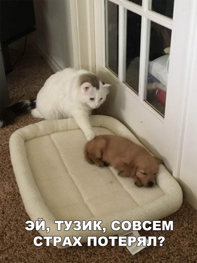 Нестандартный юмор