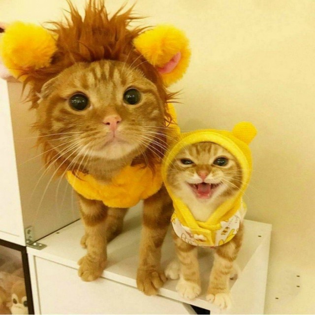 Прикольных котов пост