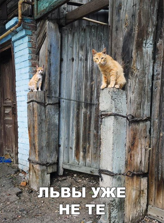 Нестандартный юмор