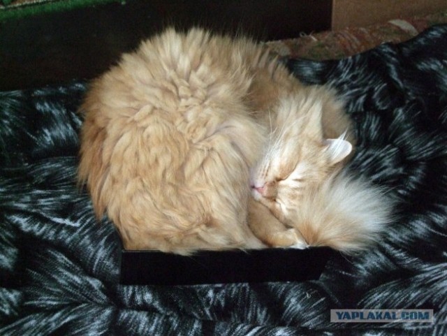 Первый котовторник июля