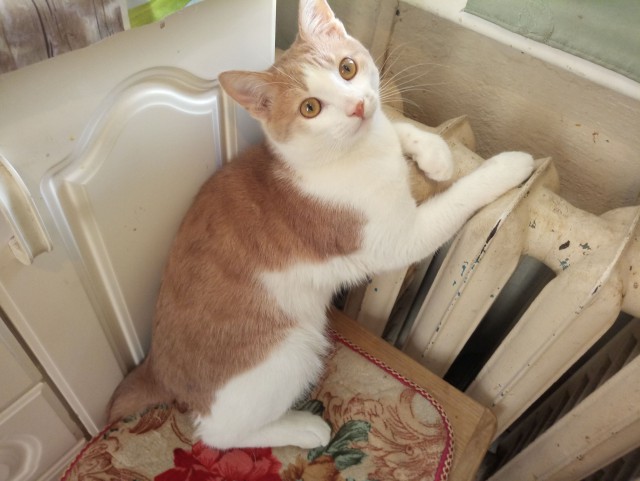 Котовторник 13-11-2018