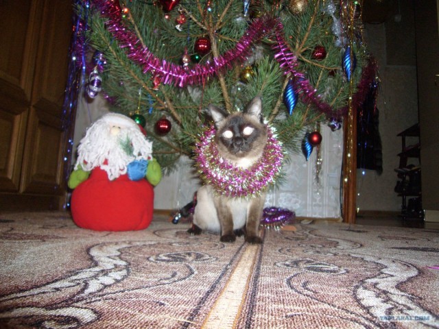 Первый КОТОВТОРНИК 2012