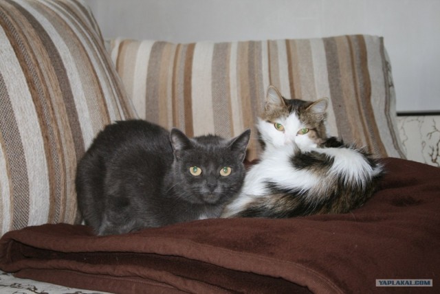 Котовторник 17 января