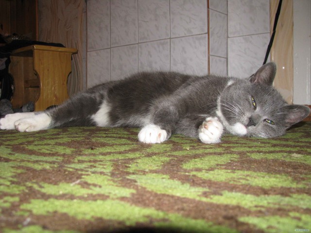 Котовторник (07.02.2012)