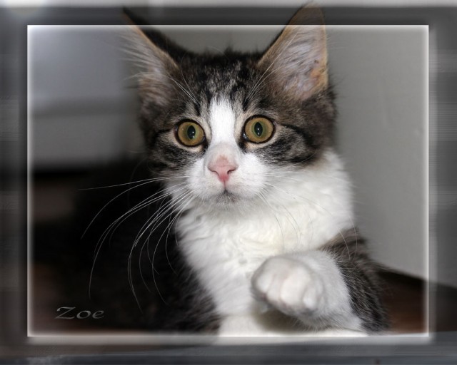 Котовторник (21.02.2012)