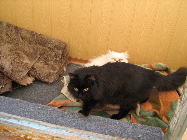 Коты и кошки, которые идеально смотрятся вместе