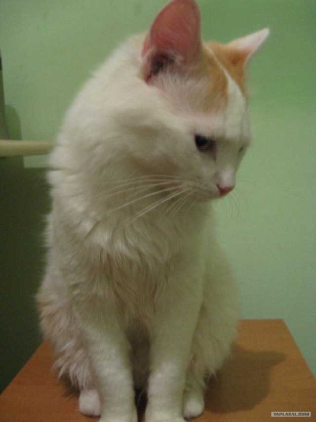 Котовторник 27.03.2012