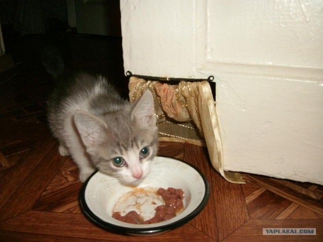 Котовторник (15.05.2012)
