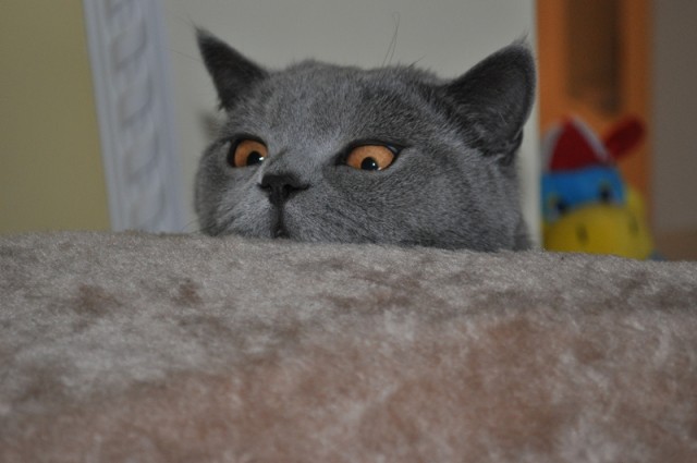 Котовторник 29.05.2012