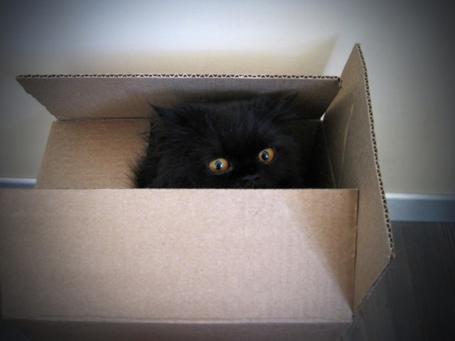 Котовторник  28.08.12
