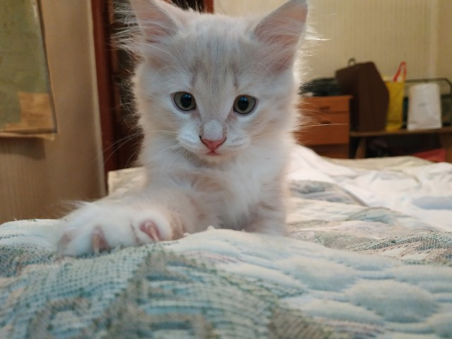 Котовторник 29.01.2019!