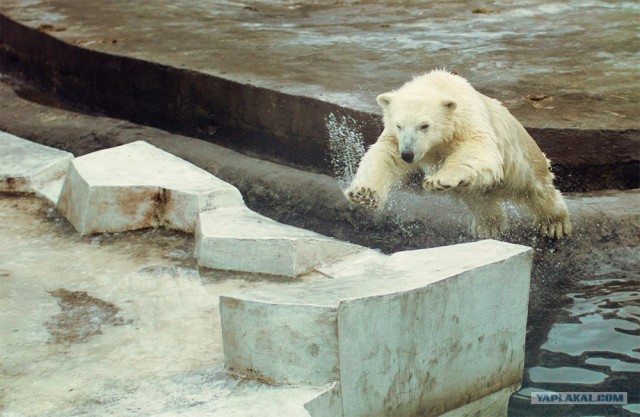 Московский зоопарк