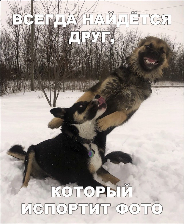 Живность из сети