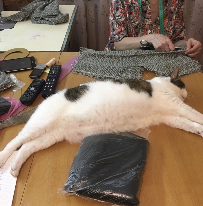 Кошки, которые заснули в самых невообразимых позах