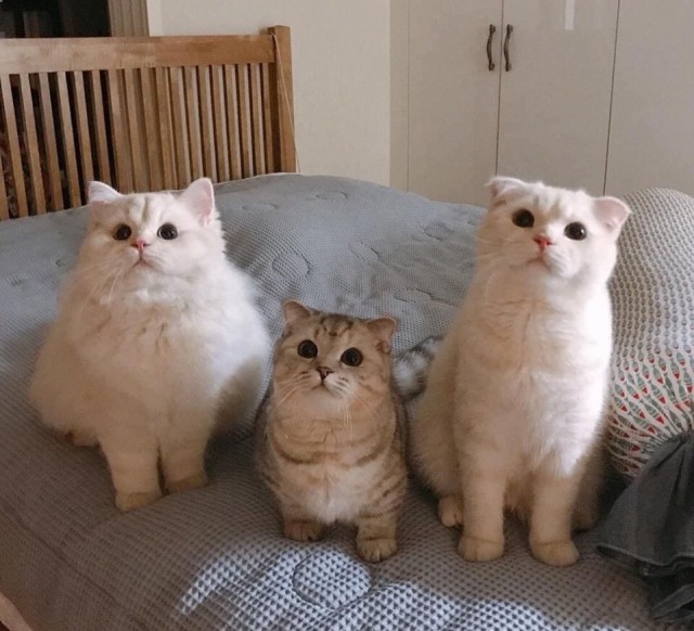Забавные фото котеек