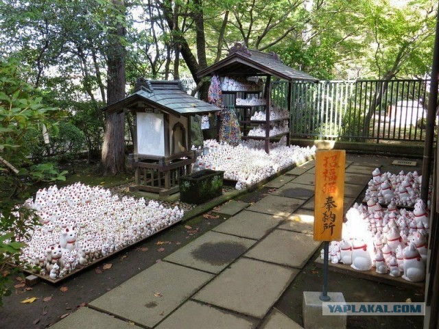 Коты-буддисты
