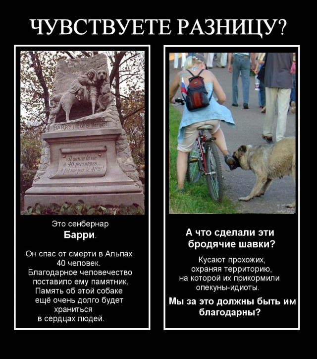 6 памятников собакам