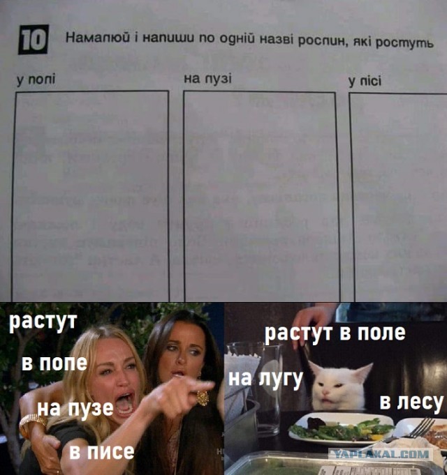 Прошёл целый год! А они всё орут на бедного котика