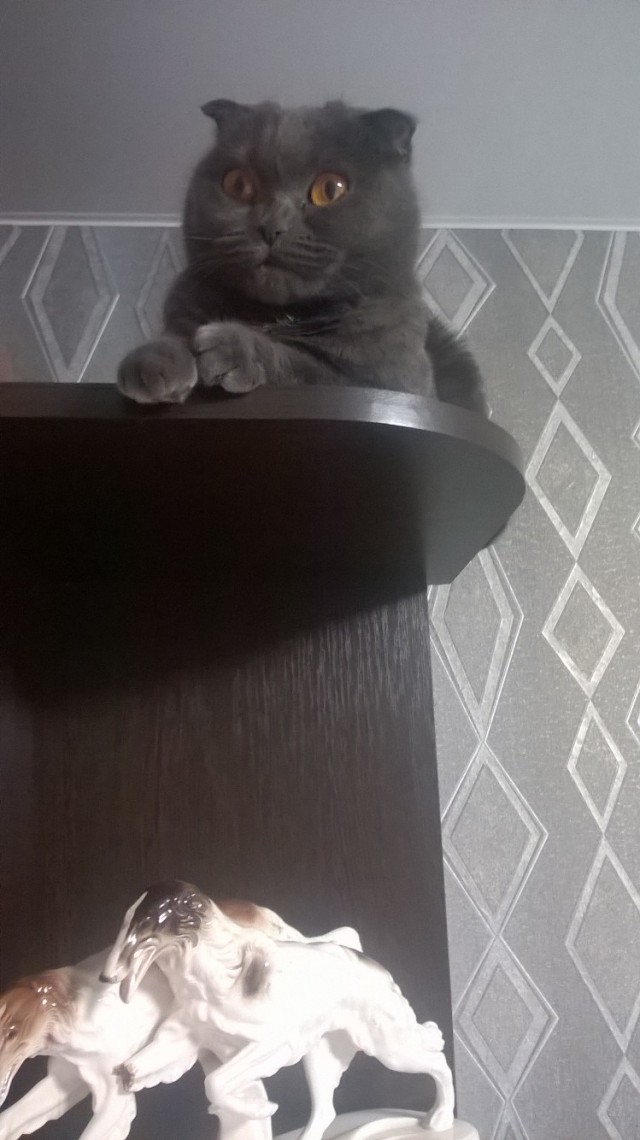 Эти забавные животные