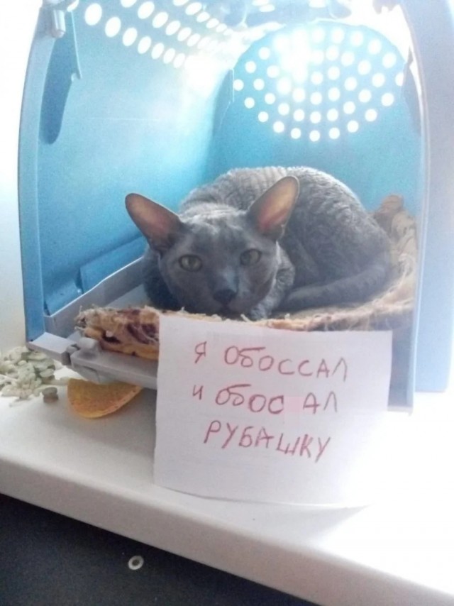 Подборка забавной живности