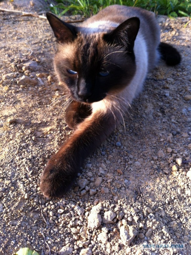 Моя красотка