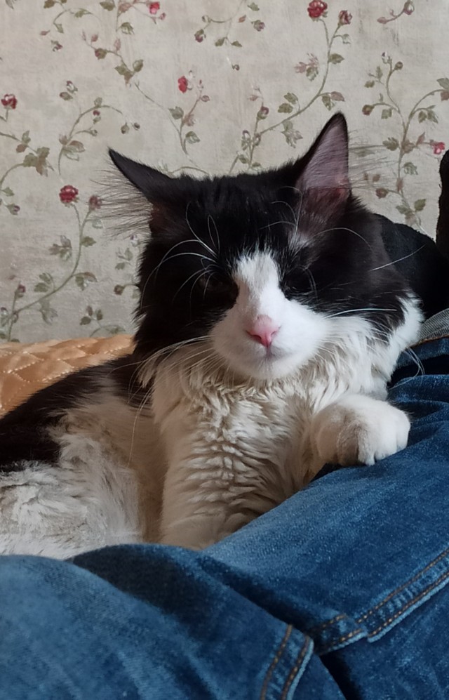Даешь котовторник!