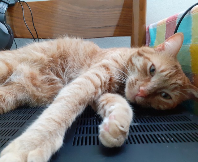 Вторник. Кото-вторник...