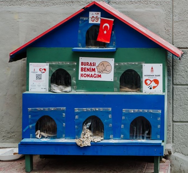 На улицы Чикаго выпустили тысячу диких кошек, чтобы решить проблему с крысами