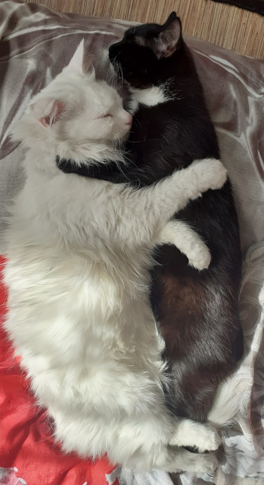 Погнали! С котовторником, други!