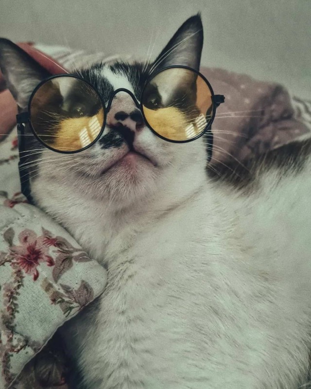 Разные котики