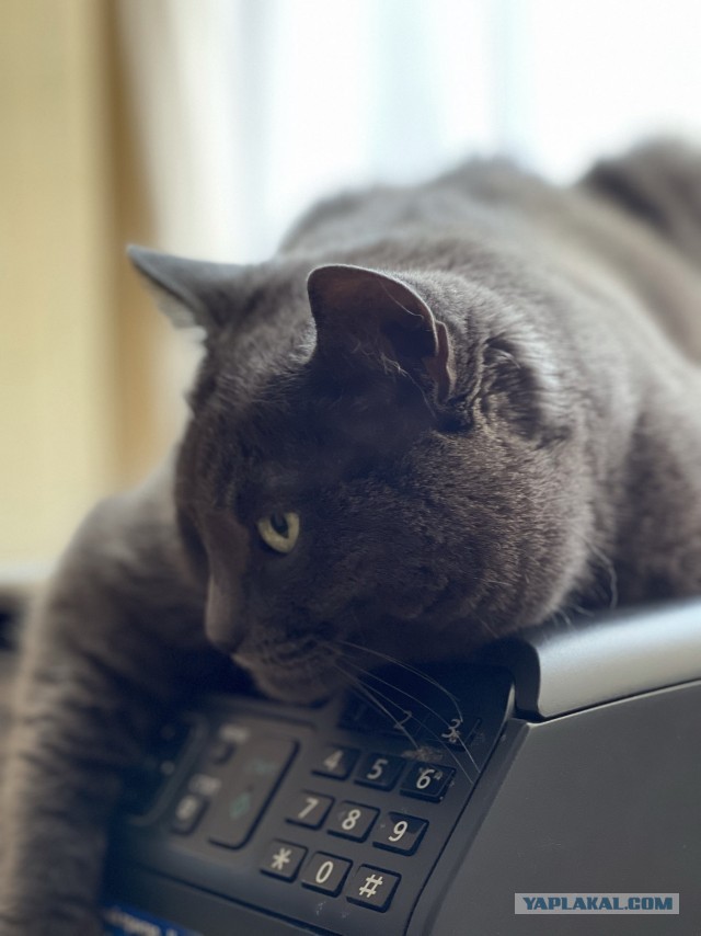 Котовторник 14.09.2021