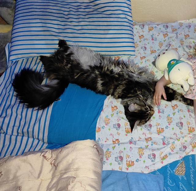 А это мой котан к котовторнику