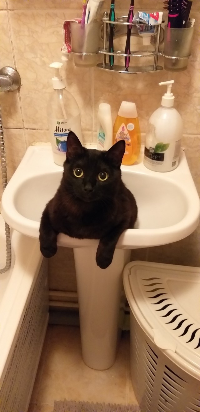 Котовторник.