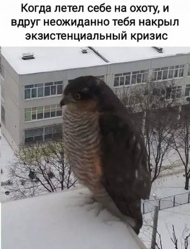 Картинки и мемы для настроения - 19