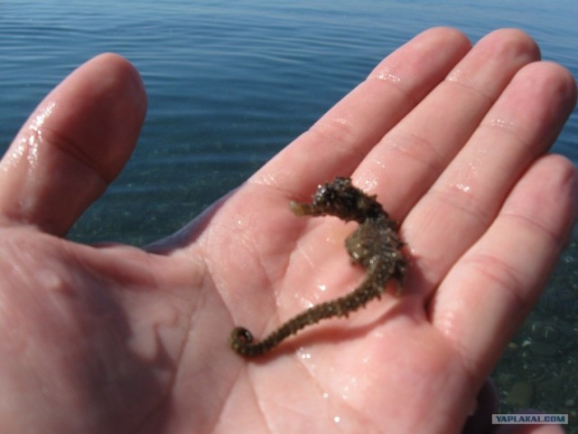 Прогулка по Крыму