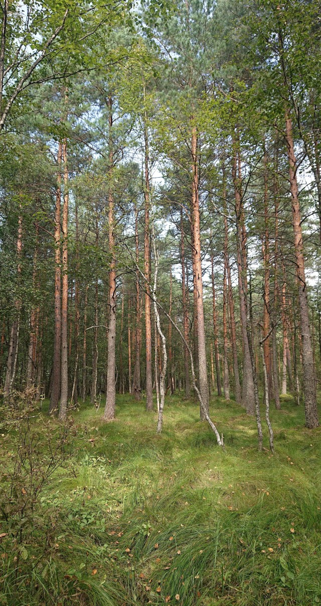 Для ценителей лесов (лесные пейзажи)