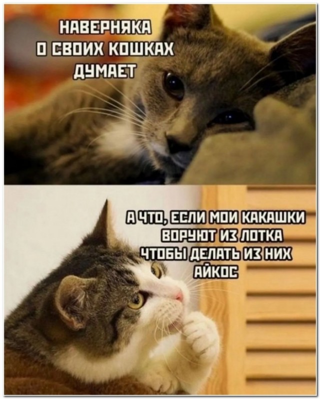 Картинки и мемы для настроения - 17