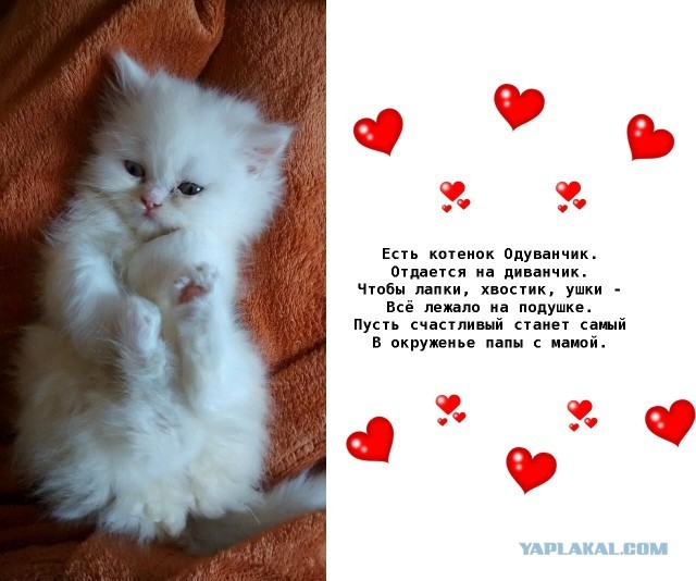 Картинки и мемы для настроения - 119