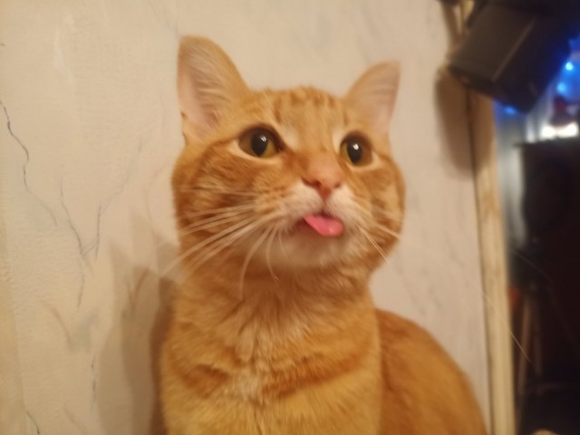 Котовторнику посвящается