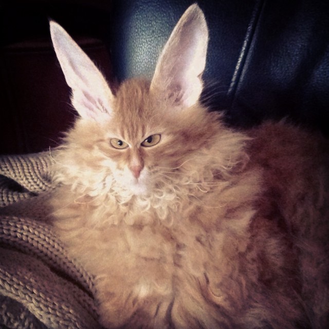 Мой котейка
