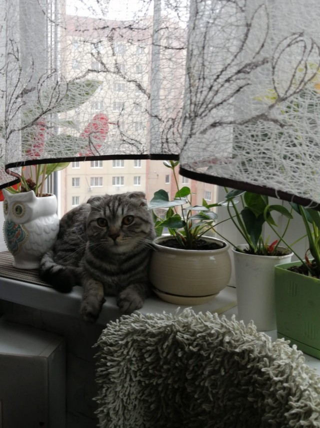 К - Котовторник ☺ Пополнение
